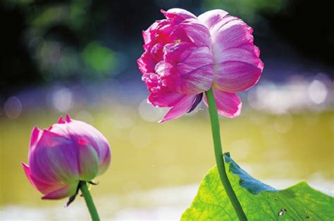 芙蓉花的花语是什么？芙蓉花的寓意和象征-花卉百科-中国花木网