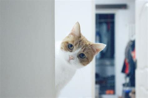 可爱猫咪求开门 用两只手做出开门动作-辈宠网