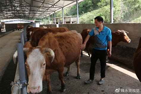 养母牛繁殖技术 养母牛繁殖技术-食品商务网