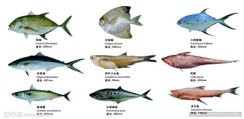 常见鱼类大全名称图片_100种鱼类介绍 - 随意优惠券