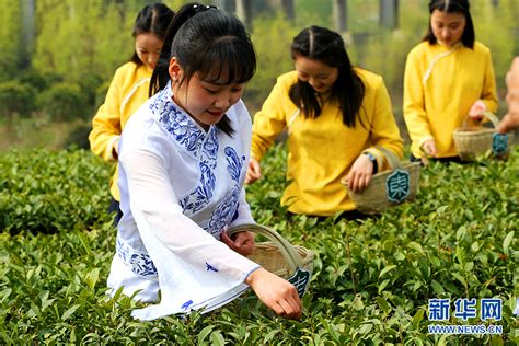 2023中国最美茶乡西乡汉中仙毫开采 拉开陕西春茶上市序幕_新华网陕西频道