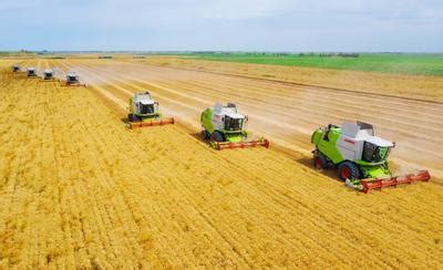 新疆昌吉：冬小麦成熟，机械化收割颗粒归仓_凤凰网视频_凤凰网