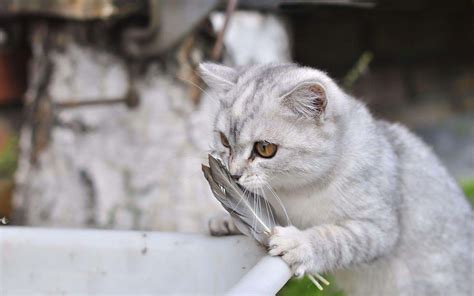 学生党最适合养的猫，这10种猫适合学生养而且不贵 — 喵萌网