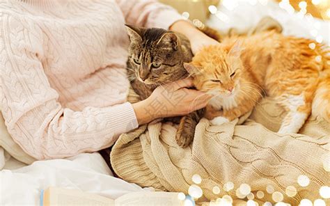 宠物,潮格人的接近女主抚摸红色塔比猫床上家家里,主人床上抚摸红猫高清图片下载-正版图片300122076-摄图网