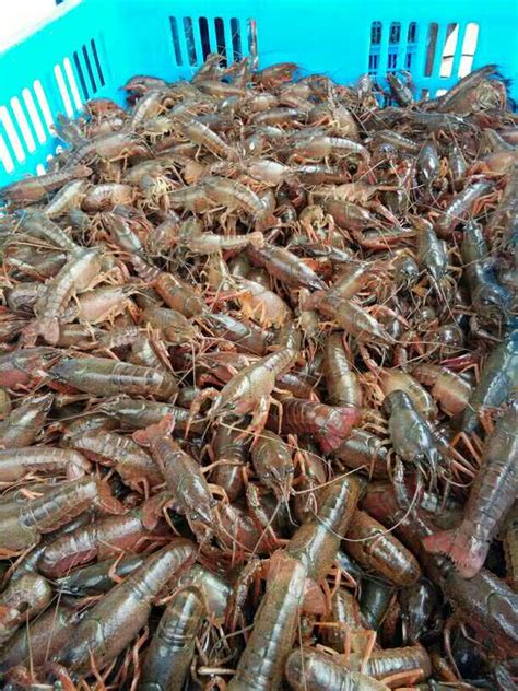璧山龙虾养殖，龙虾加盟，奇航养殖