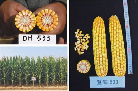 武汉汉南近8万亩甜玉米迎来大丰收-国际在线