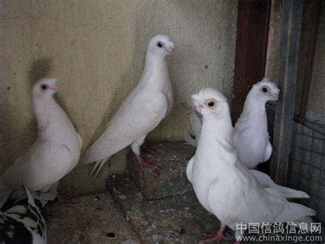 万柳塘鸽市的观赏鸽--中国信鸽信息网相册