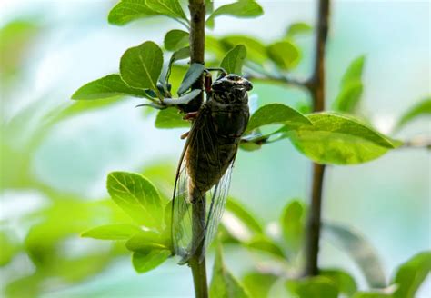 诗说科学 | 蝉为什么被称作“大自然的歌唱家”？_雌蝉耳