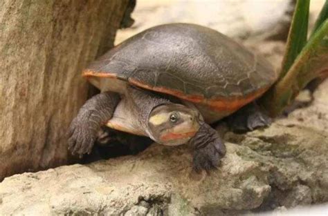 最有灵性的龟排名 巴西龟位列第一名_动物之最_第一排行榜