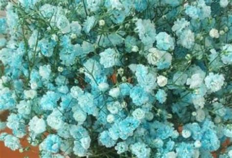 蓝色满天星花语和寓意 种植方法-长景园林网