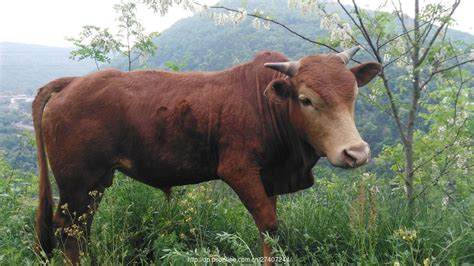 南方土黄牛是什么品种？散养一年可以长多大？ - 惠农网