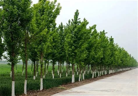 白杨树的形态特征 白杨树的生长习性 - 装修保障网