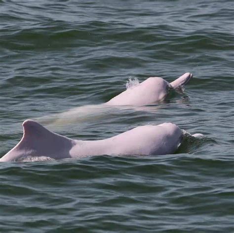 三娘湾的中华白海豚 - 神秘的地球 科学|自然|地理|探索
