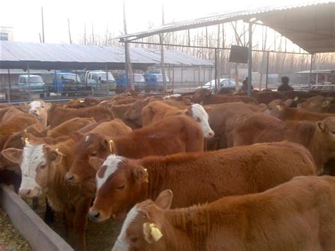 山东乡村牧业牛羊养殖基地__主营养殖、科研、改良、繁育、推广、联营为一体的正规化 畜牧外