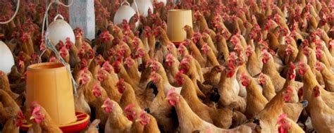 鸡舍养鸡场温湿度环境测控系统 电脑集成控制-供求合作-中国工控网