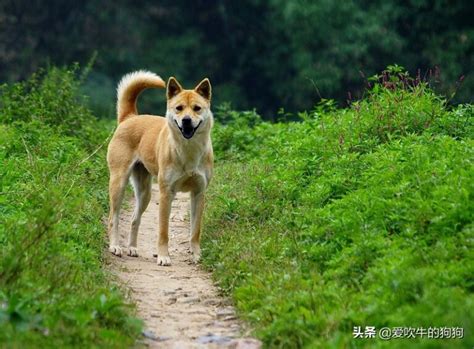 中国犬类的血统渊源流长，细数本土犬种，见过3个算我输！|蒙古|犬种|犬类_新浪新闻