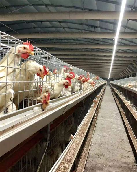 肉鸡怎么养殖技术（肉鸡养殖技术介绍）-百科-优推目录