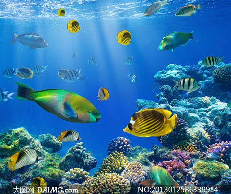 美丽的海洋生物|摄影|生态|judy963 - 原创作品 - 站酷 (ZCOOL)