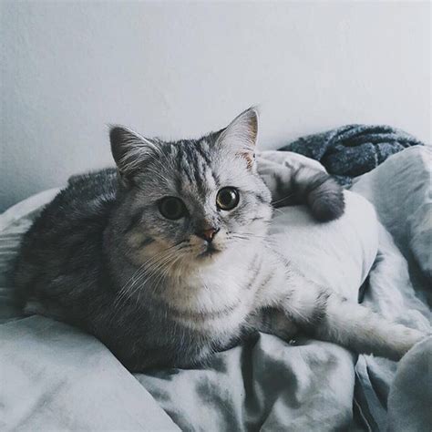 ins女生头像温柔猫咪