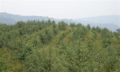 甘肃省庆阳市国营合水林业总场碳汇造林项目-双碳门户网