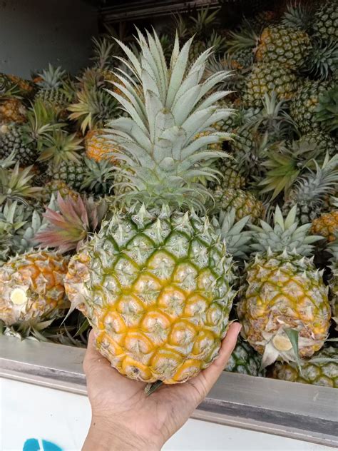 佳农 菲律宾菠萝 1个 精选巨无霸大果 单果重1.3-1.5kg 菠萝 生鲜水果-商品详情-菜管家