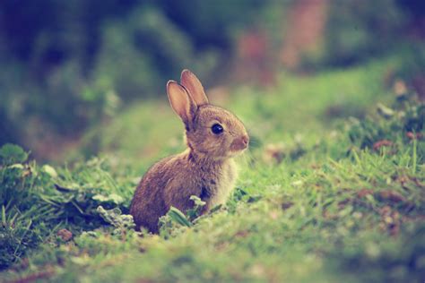 可爱兔子摄影图__家禽家畜_生物世界_摄影图库_昵图网nipic.com