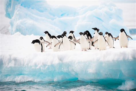 南极企鹅 - 搜狗百科