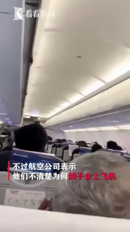 2只鸽子闯入机舱大闹一通 航班延误30分钟才起飞_凤凰网视频_凤凰网