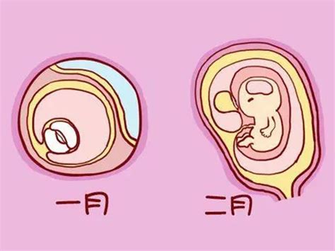 胎囊、胎芽、胎心到底是什么？ - 知乎