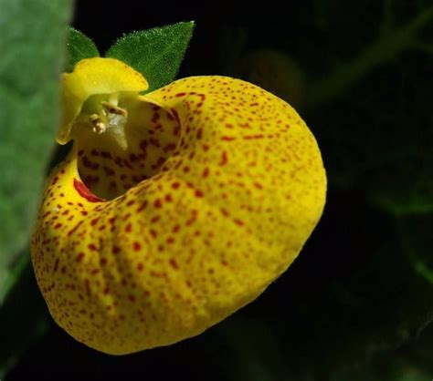 世界上最奇异的植物-花百科