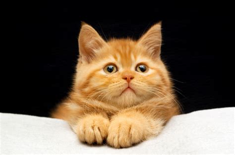 科学家证实了：猫咪能听懂自己的名字