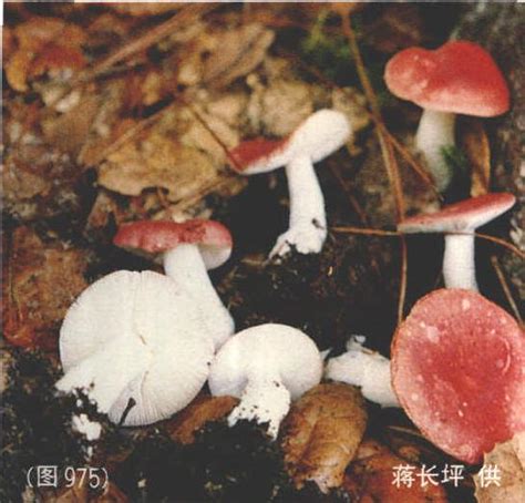 毒红菇图片