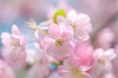 洋牡丹的花语是什么?洋牡丹的寓意和象征-花卉百科-中国花木网