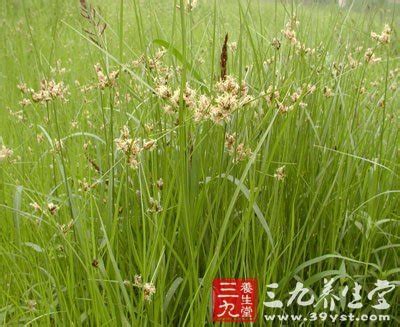 三棱的图片