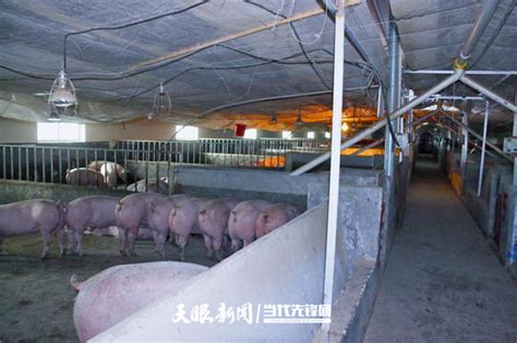138头金猪出栏！鄂州26层养猪大楼首批金猪上市_养殖_生产_系统