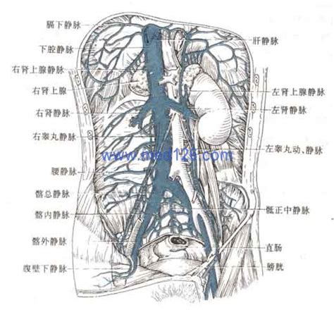 贵要静脉解剖图图片