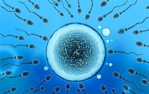 生化科技-卵子与精子_素材公社