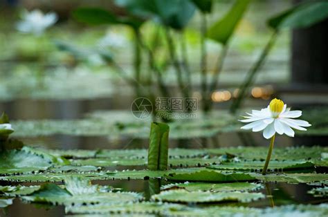 池塘中的白莲花盛开高清图片下载-正版图片308026822-摄图网