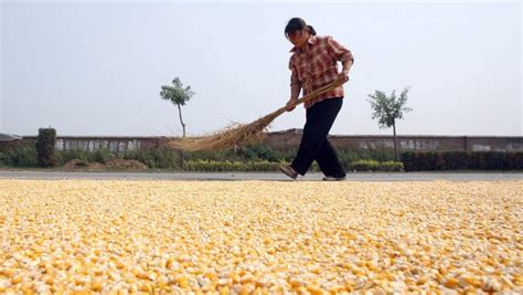 中国拍卖220万吨储备粮食 英媒：品质恶化只能当饲料_凤凰财经