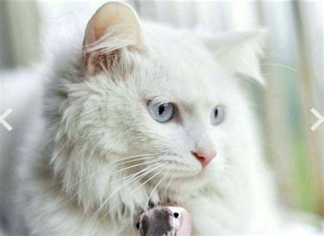 异瞳的白猫风水有说法吗-宠物网问答