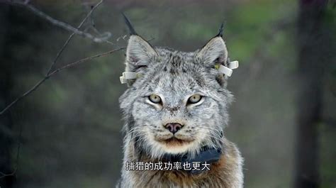 威武大型猫——猞猁，曾经被人们臆想为是魔鬼的象征_澎湃号·政务_澎湃新闻-The Paper