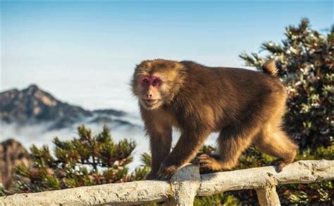 黄山短尾猴有了“家谱”_图片频道_海南新闻中心_海南在线_海南一家