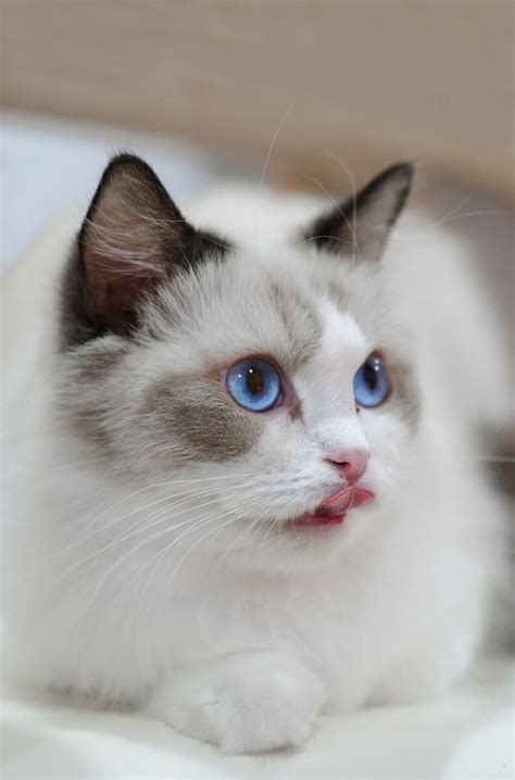 蓝色眼睛的猫品种大全（蓝眼猫品种图片及报价） - 胖萌舍宠物网
