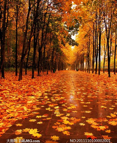 十首关于秋天的诗词，醉美了整个秋天！ - 知乎