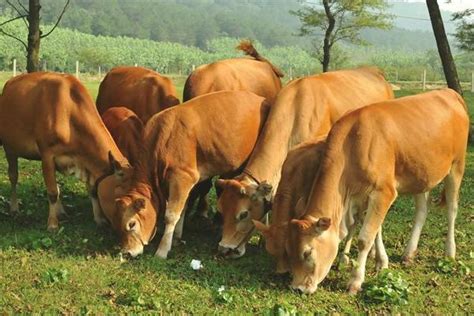 黄牛养殖、2020年黄牛养殖利润与成本？ - 养牛 - 蛇农网