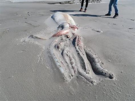 新西兰海滩现巨型深海生物尸体：长超4米，游客围观__财经头条