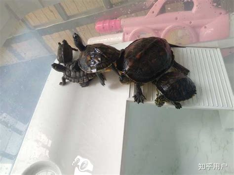 龙眼木乌龟晒台爬台爬坡龟缸造景龟乌龟用品高水位浮岛龟台晒背台-淘宝网