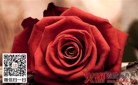 红玫瑰花语，红玫瑰代表什么-智农361-农事百科
