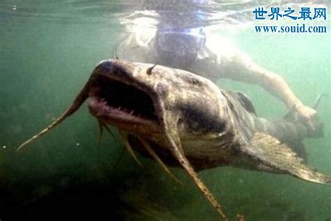 喀纳斯湖水怪真相 15米巨型哲罗鲑图片 世界十大凶猛淡水鱼(2)_奇象网