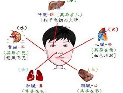 脏腑位置图片